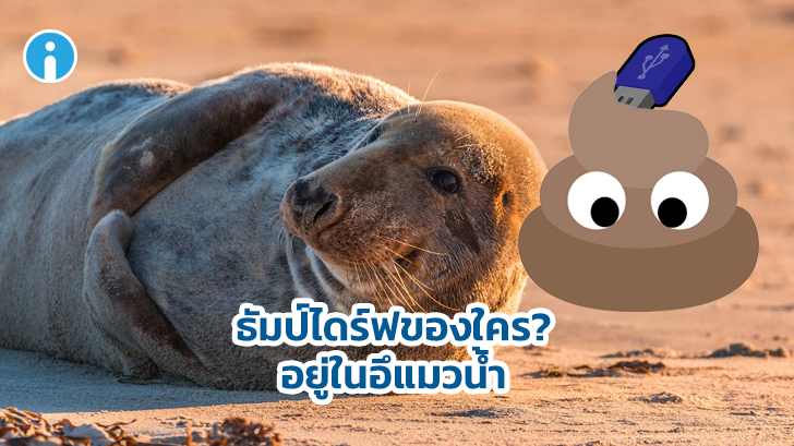 ธัมป์ไดร์ฟของใคร อยู่ในอึแมวน้ำ? นักวิทยาศาสตร์อยากรู้มาก