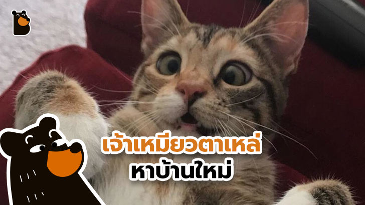 ชายหนุ่มรับเจ้าเหมียวน้อยที่หาบ้านไม่ได้มาเลี้ยง เพราะมันตาเหล่ แต่สำหรับเขามันสมบูรณ์แบบ