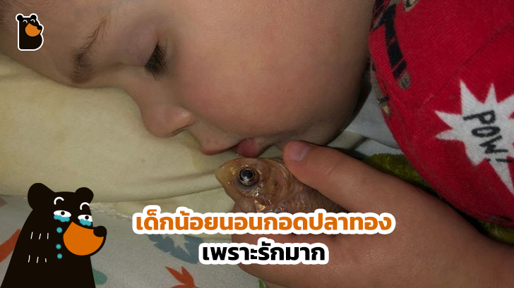 หนุ่มน้อยทำร้ายปลาทองสุดที่รักของตัวเองโดยไม่ได้ตั้งใจ เพียงเพราะว่าเอาปลามานอนกอด