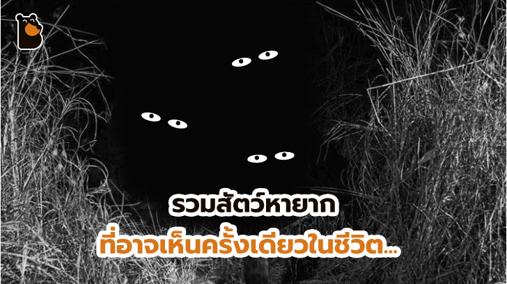 20 ภาพสัตว์ที่หาดูได้ยาก และคนที่โชคดีเท่านั้นจะได้เห็นมัน