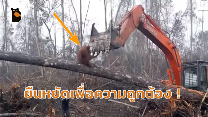 ยืนหยัดเพื่อความถูกต้อง! อุรังอุตัง ต่อสู้กับมนุษย์ที่โค่นล้มต้นไม้ ที่เป็นบ้านของพวกมัน