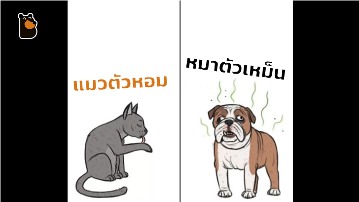 ทาสแมวต้องปลื้ม กับ 4 เหตุผลที่ว่าทำไมเราควรเลี้ยงน้องแมว มากกว่าน้องหมา