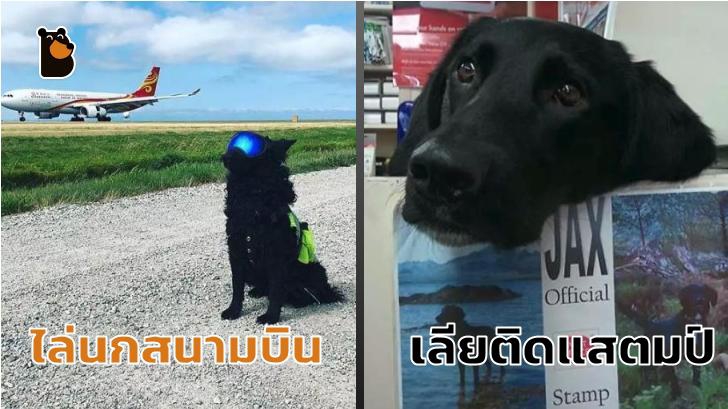 20 น้องหมา ที่ทำมาหากิน และมีอาชีพอย่างจริงจัง