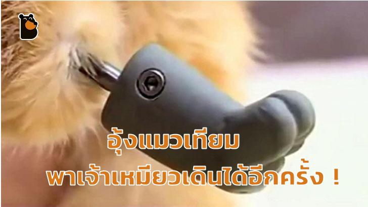 หลังจากเสียขาเพราะหิมะกัด เจ้าแมวนี้ได้ขาเทียมใหม่มาเดินได้อีกครั้ง!
