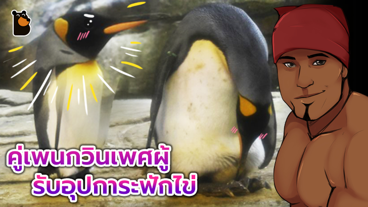 คู่รักเพนกวินชาย-ชาย รับอุปการะไข่จริงๆ หลังจากซ้อมกกก้อนหินมาก่อน