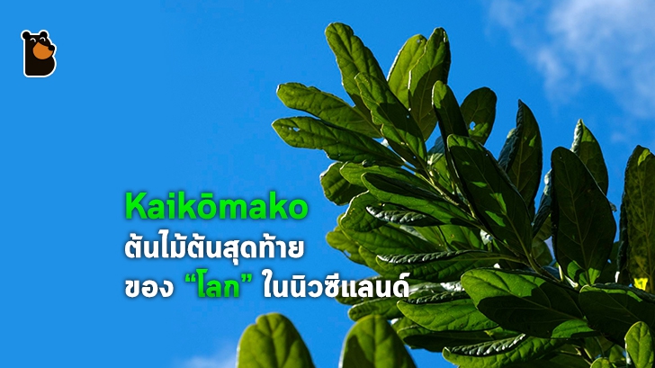 Kaikōmako ต้นไม้ที่เกือบสูญพันธุ์เพราะ "แพะ"