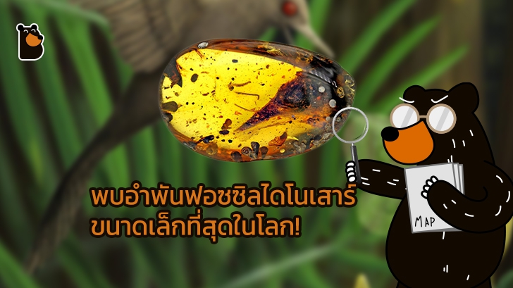 นักวิทยาศาสตร์ค้นพบอำพันฟอซซิลไดโนเสาร์นกขนาดเล็กที่สุดในโลก