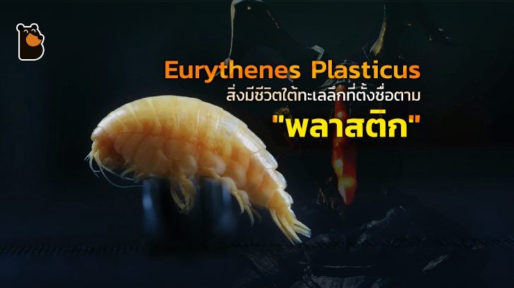 Eurythenes Plasticus สิ่งมีชีวิตใต้ทะเลลึกที่ตั้งชื่อตาม "พลาสติก" ที่พบในลำตัวของมัน