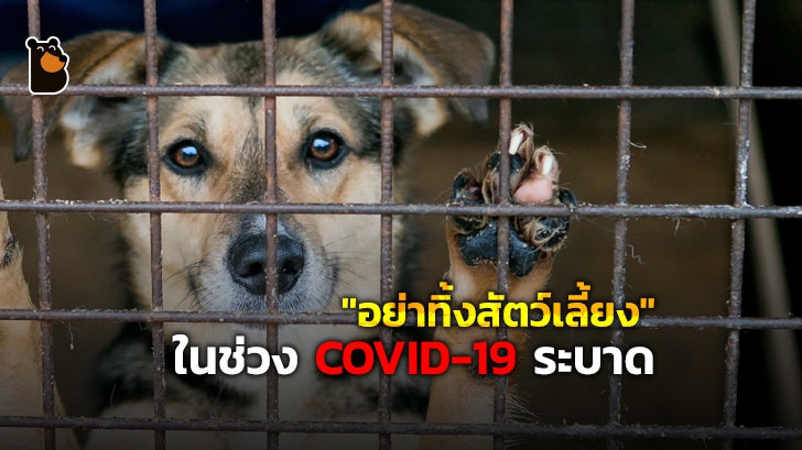 ศูนย์พักพิงสัตว์ขอความร่วมมือเจ้าของอย่า "ทอดทิ้งสัตว์เลี้ยง" ในช่วงการระบาดของ COVID-19