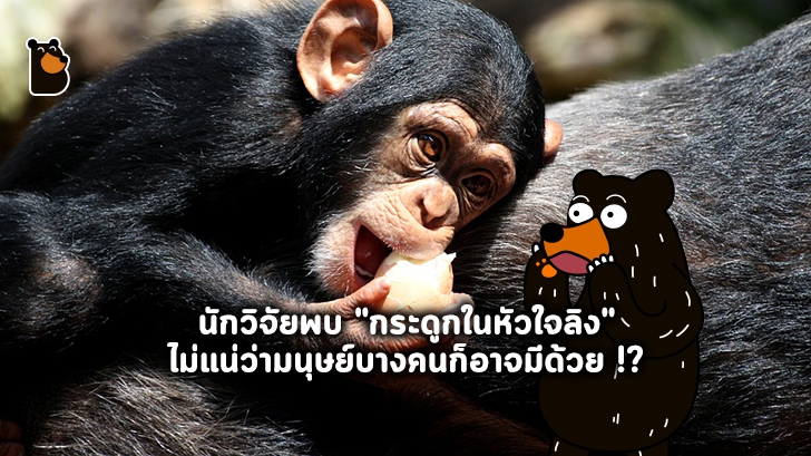 นักวิจัยพบ "กระดูกหัวใจ" ในลิงชิมแปนซี และไม่แน่ว่ามนุษย์ (บางคน) ก็อาจมีกระดูกหัวใจด้วย !