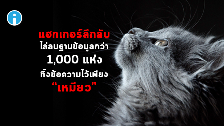 แฮกเกอร์ลึกลับไล่ลบฐานข้อมูลที่มีช่องโหว่กว่า 1,000 แห่ง พร้อมทิ้งข้อความว่า "เหมียว"