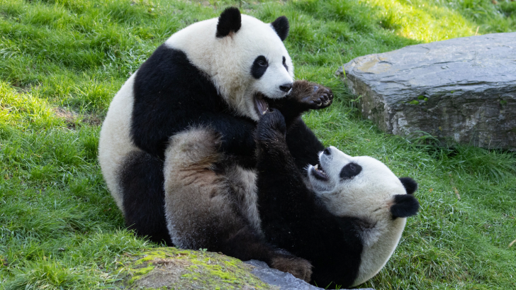 พบแฮกเกอร์กลุ่ม Lotus Panda ยิงมัลแวร์ขโมยข้อมูลหน่วยงานรัฐ ทั่วเขตเอเชียตะวันออกเฉียงใต้