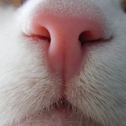 Naniwo Sute Naniwo Toruka