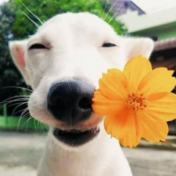 กะโหลก กะลา