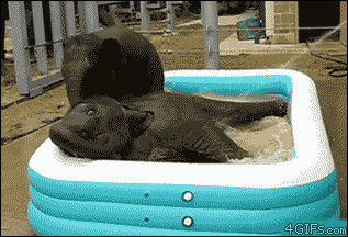 Elephants in a Pool Elephants in a Pool
