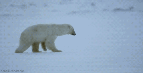 Polar Bear Sees Seal Polar Bear Sees Seal