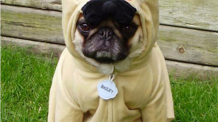 มาดูการแต่งตัวให้สัตว์เลี้ยงแบบแนวๆ กันดีกว่า