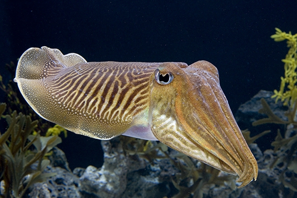 Cuttlefish