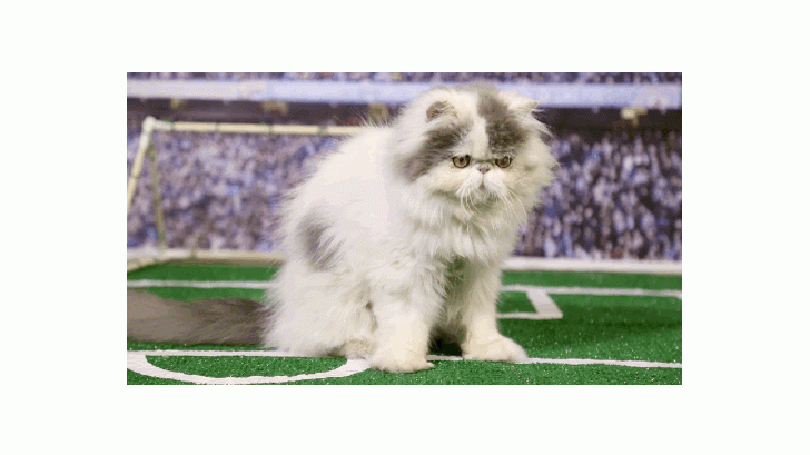 มาดูแมวเตะบอลกันเถอะ ! น่ารักมุ้งมิ้งสุดๆ