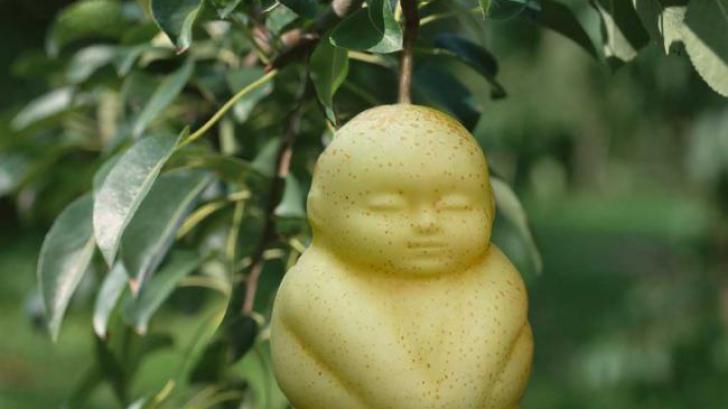 จีนพัฒนาผลไม้ปลูก ลูกแพร ให้ออกมาหน้าตาเหมือนเด็กทารก !