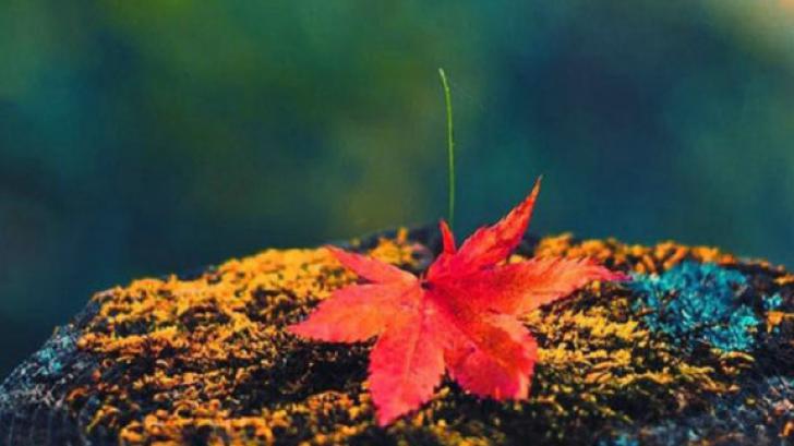 แจกวอลเปเปอร์สุดชิวรับลมหนาวสำหรับ iPhone 5 และ iPhone 5s