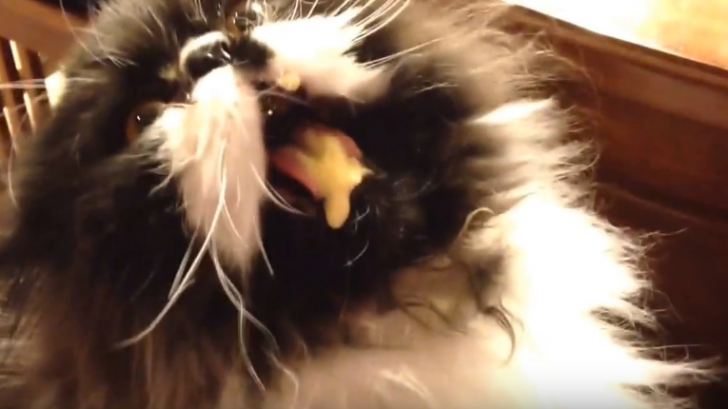 มาดูอาการเย็นขึ้นสมองของเจ้าแมวน้อยกัน หลังทานไอศครีมเร็วเกินไป จะว่าะฮาขนาดไหน