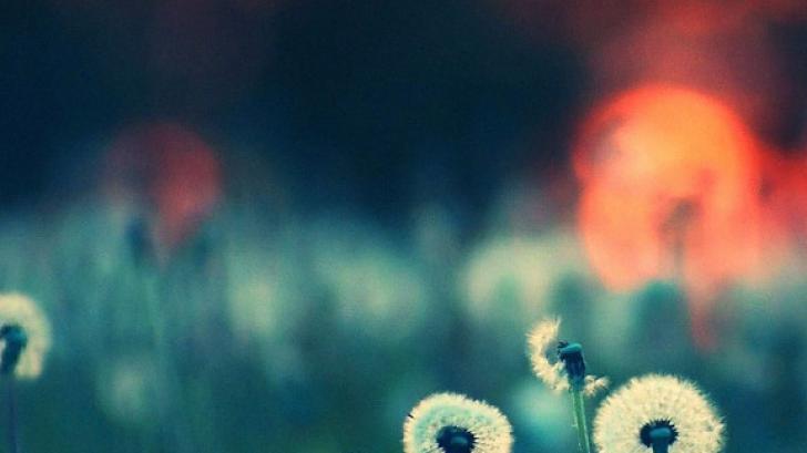 แจกวอลเปเปอร์ สไตล์โบเก้ งามๆ สำหรับผู้ใช้ iPhone