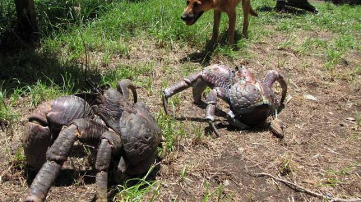 เคยเห็นไหม ปูที่ตัวใหญ่โครตๆ กินมะพร้าวเป็นอาหาร