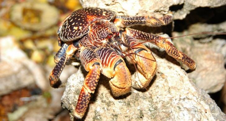 coconut_crab