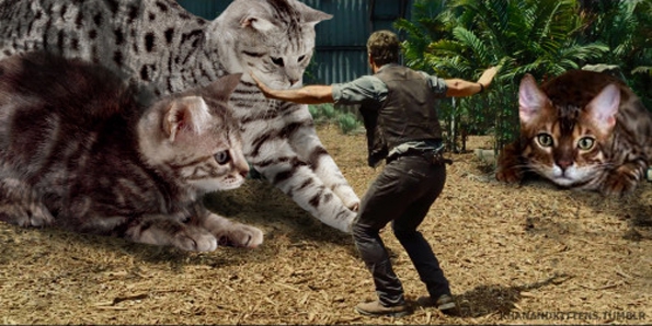 jurassic-world-kittens-4
