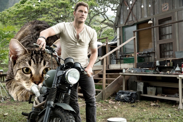 jurassic-world-kittens-6