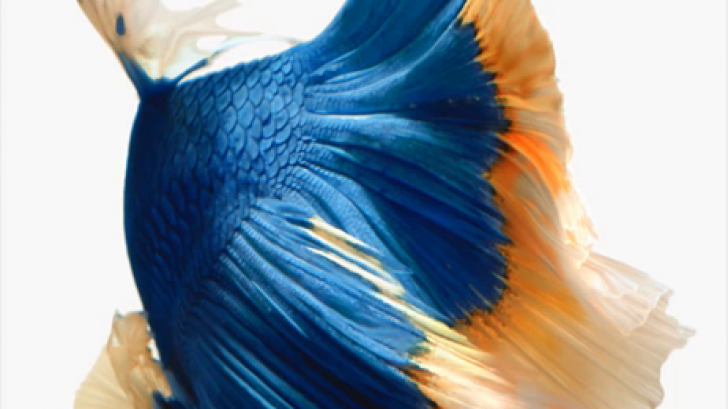 แจกภาพวอลเปเปอร์ ปลากัด ที่ Apple ใช้ใน iPhone 6s สวยอลังการสำหรับผู้ใช้ iPhone