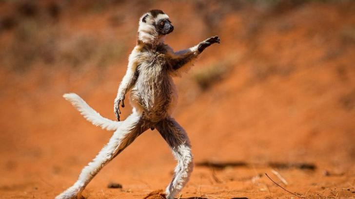 แบบนี้ก็มีด้วย การประกวดภาพถ่ายสัตว์ป่าตลกๆ