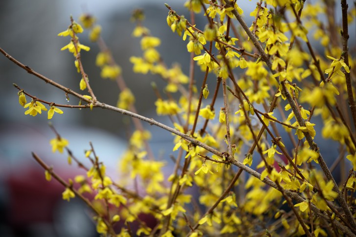 ชมภาพจากเลนส์ Tamron SP 70-200mm F2.8 รุ่นที่ 2 