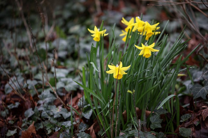 ชมภาพจากเลนส์ Tamron SP 70-200mm F2.8 รุ่นที่ 2 