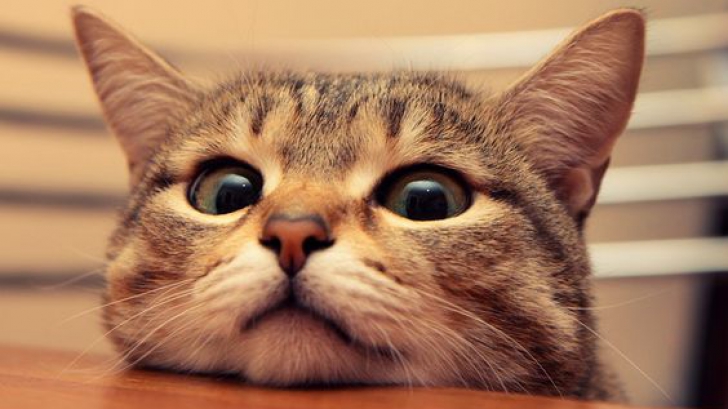 ผลสำรวจชี้ชัด! การดูภาพแมวนั้นดีต่อใจ และก็ไม่ทำให้เราเป็นคนขี้เกียจ (เหมือนแมว) แต่อย่างใด