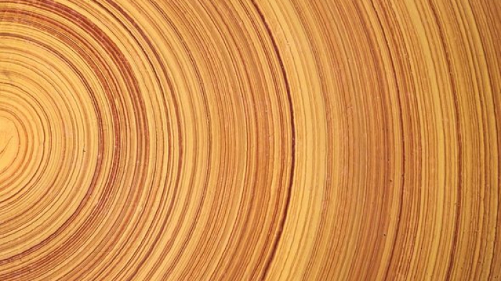 นักวิทยาศาสตร์สร้าง Super wood ไม้รูปแบบใหม่ ที่แข็งแกร่ง และเบากว่าเหล็ก