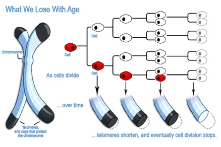 NASA เผยงานวิจัย การอยู่ในอวกาศนานๆ จะส่งผลให้ DNA เปลี่ยนแปลงไปได้ NASA เผยงานวิจัย การอยู่ในอวกาศนานๆ จะส่งผลให้ DNA เปลี่ยนแปลงไปได้