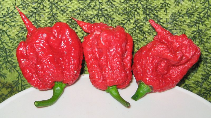 พริกที่เผ็ดที่สุดในโลก Carolina Reaper ทำลายชีวิตของชายคนหนึ่งเป็นเวลานานนับสัปดาห์
