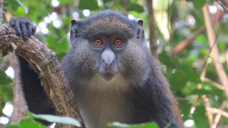 นักวิจัยพบลิงผสมพันธุ์ข้ามสายพันธุ์ คาดว่าอาจเป็นเพราะความต้องการทางเพศสูง