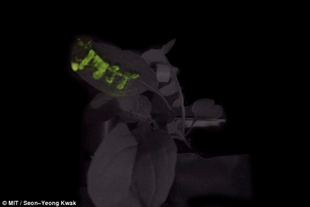 MIT สร้างต้นไม้ที่สามารถเรืองแสงได้เหมือนหลอดไฟ แถมยังใช้แทนแสงไฟส่องถนนได้ด้วย MIT สร้างต้นไม้ที่สามารถเรืองแสงได้เหมือนหลอดไฟ แถมยังใช้แทนแสงไฟส่องถนนได้ด้วย