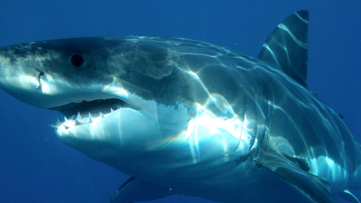 ชายอายุ 61 รอดตายราวปาฏิหาริย์ จากเหตุโดนฉลามยักษ์กัด ด้วยวิธีการที่ไม่มีใครคาดคิด