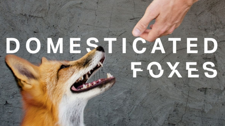 สุนัขจิ้งจอก อาจกลายเป็นสัตว์เลี้ยงชนิดใหม่ของมนุษย์ ผลจากการพัฒนาสายพันธุ์กว่า 60 ปี