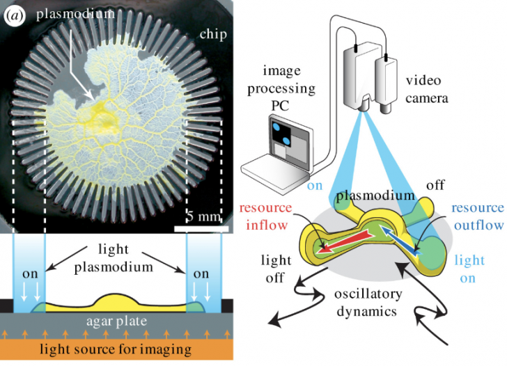 อะมีบา สัตว์เซลล์เดียว พบวิธีการแก้ปัญหาที่ฉลาดกว่าระบบคอมพิวเตอร์ของมนุษย์ซะอีก
