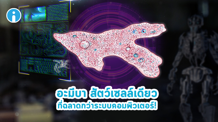อะมีบา สัตว์เซลล์เดียว พบวิธีการแก้ปัญหาที่ฉลาดกว่าระบบคอมพิวเตอร์ของมนุษย์ซะอีก