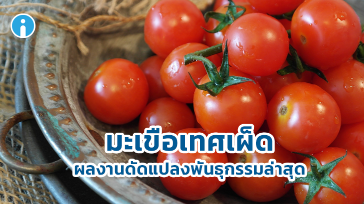 มะเขือเทศเผ็ด ผลงานดัดแปลงพันธุกรรมล่าสุด แต่ว่าทำไปเพื่ออะไร?