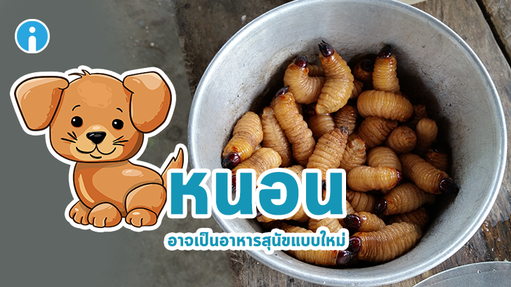 สตาร์ทอัพหัวใส ปิ๊งไอเดียเอา หนอน มาทำเป็นอาหารน้องหมา แก้ปัญหาสิ่งแวดล้อมได้มากอยู่