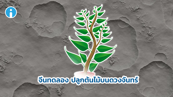 น่าจับตามอง เมื่อจีนเริ่มทดลองปลูกพืชบนดวงจันทร์ สิ่งนี้อาจทำให้เกิดระบบนิเวศที่ยั่งยืนได้เลย