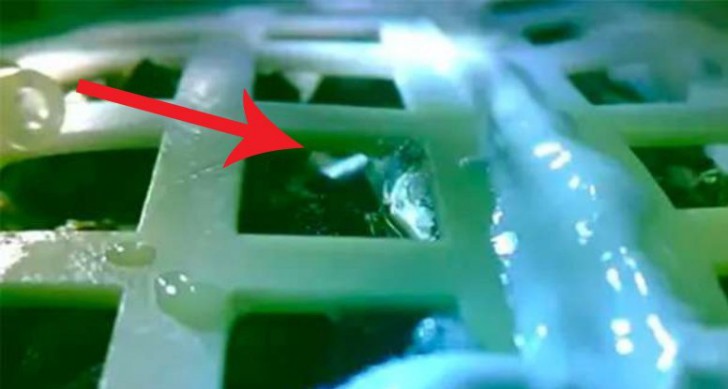 ดีใจไม่ทันข้ามวัน ล่าสุดต้นไม้ที่จีนลองปลูกบนดวงจันทร์ ตายเรียบ