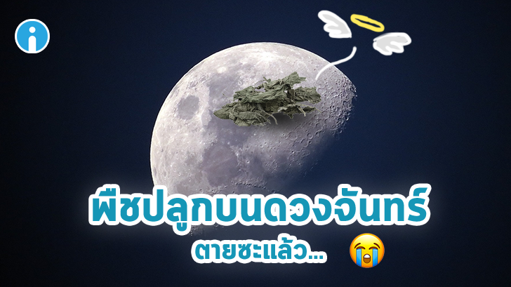 ดีใจไม่ทันข้ามวัน ล่าสุดต้นไม้ที่จีนลองปลูกบนดวงจันทร์ ตายเรียบ